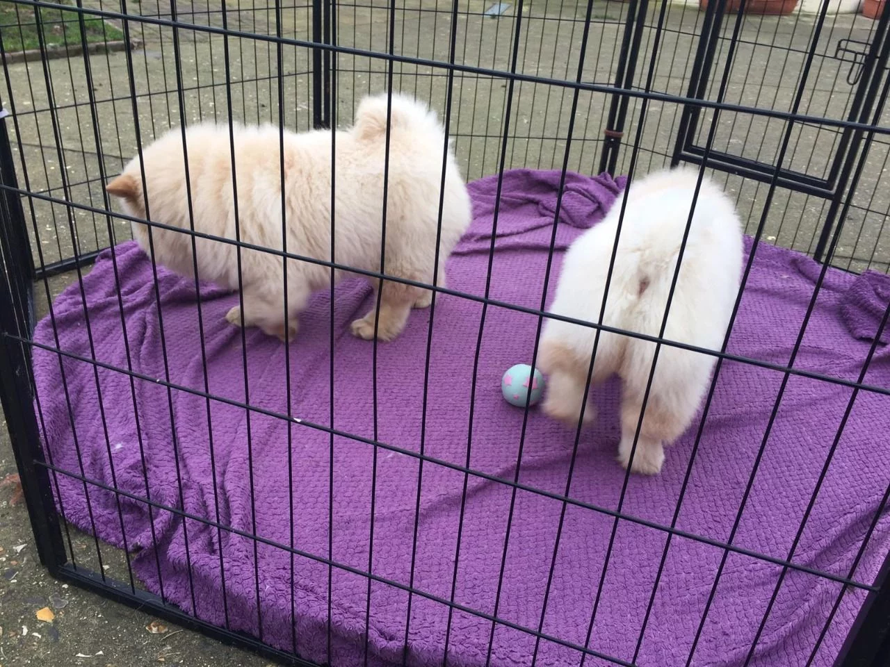 PoulaTo: Όμορφα κουτάβια Chow Chow